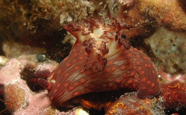 Nembrotha cf mullineri